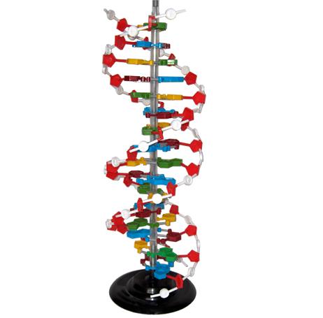 Mô hình cấu tạo không gian ADN