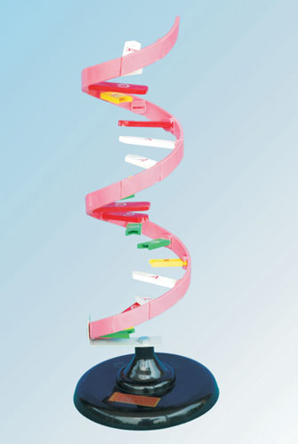 Thực hành quan sát và lắp mô hình ADN  Lớp 9 Sinh học  Ôn Luyện