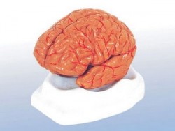 Mô hình não người
