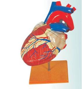 Mô hình tim người