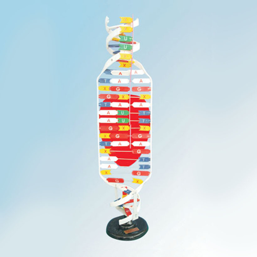 Mô hình tổng hợp ARN (phiên mã)