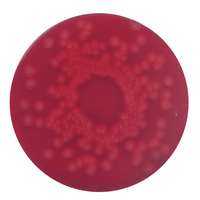 Blood agar (base) no. 2 (for the cultivation of fastidious microorganisms)